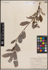 Foto von Salix discolor Muhl.